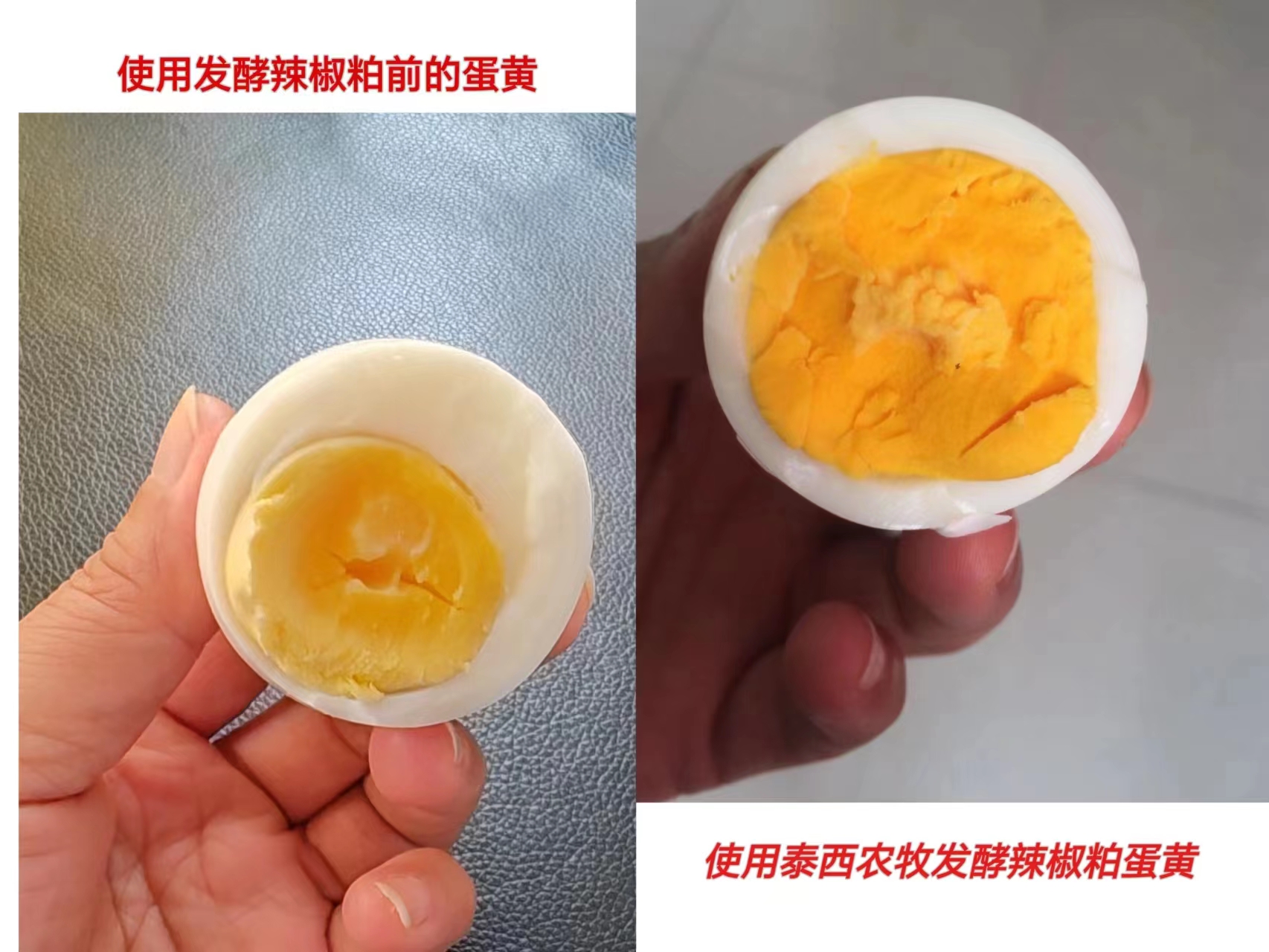 香港免费全年资料大全